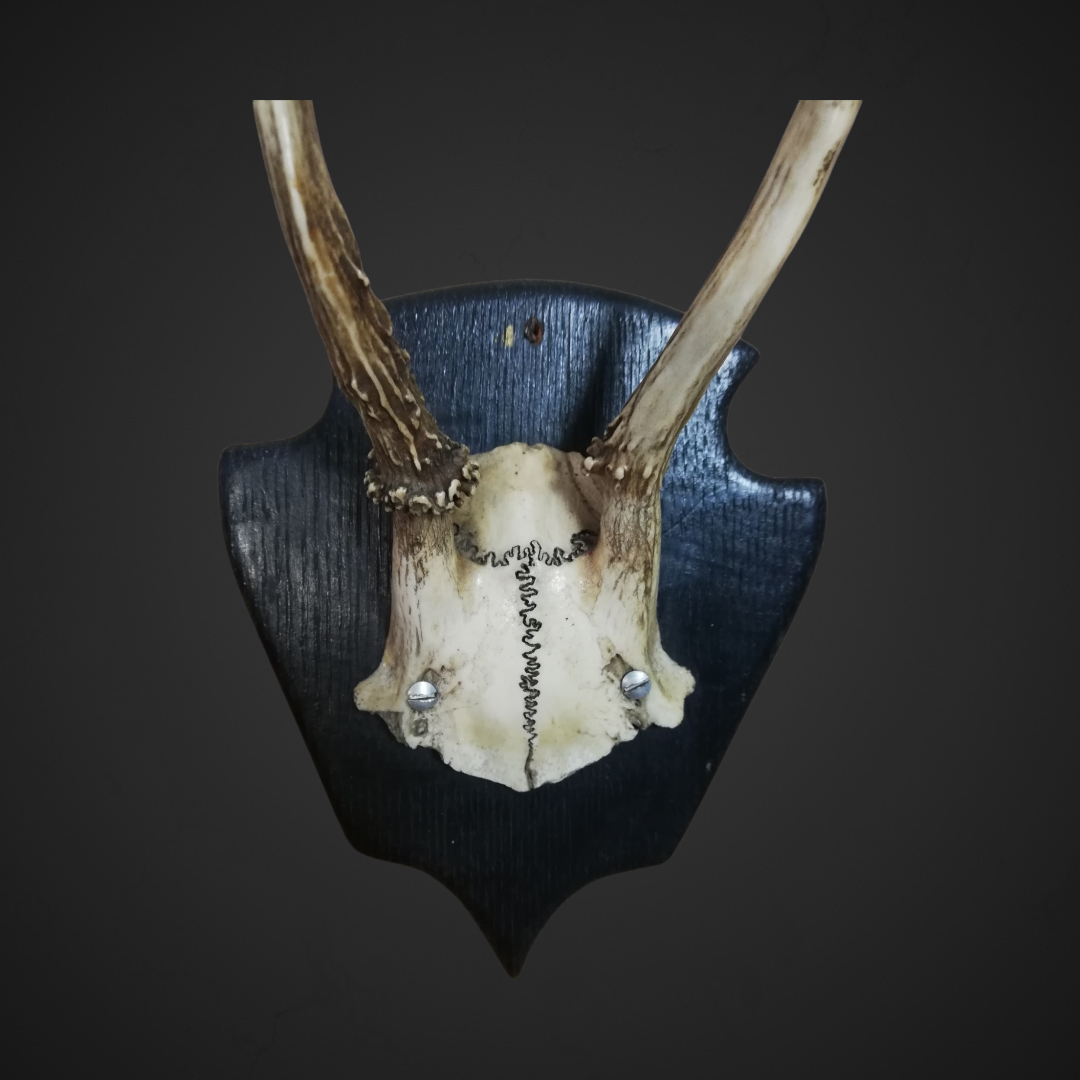 Gewei 49: 18cm