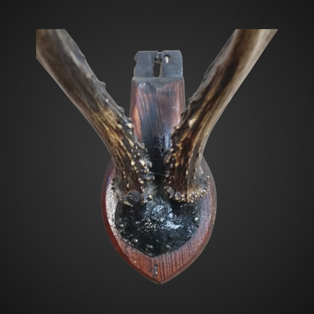 Gewei 54: 26cm