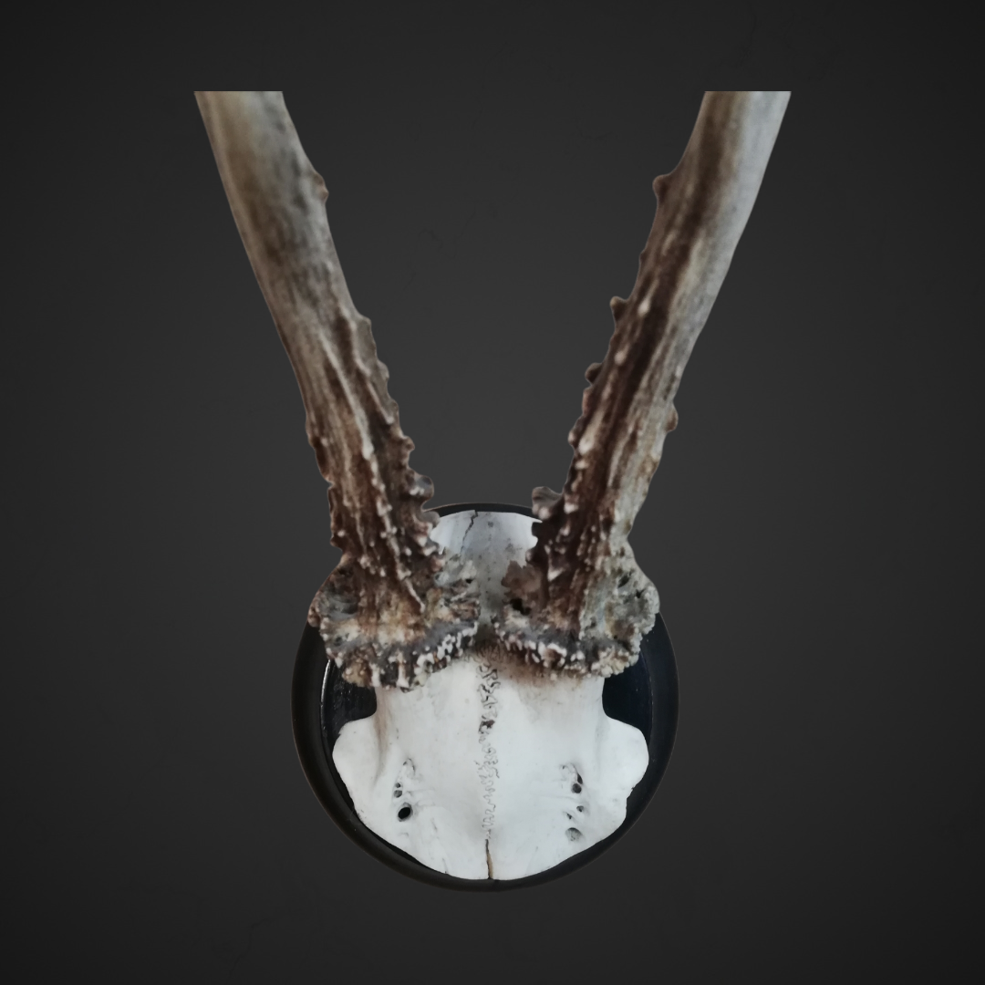Gewei 56: 22cm