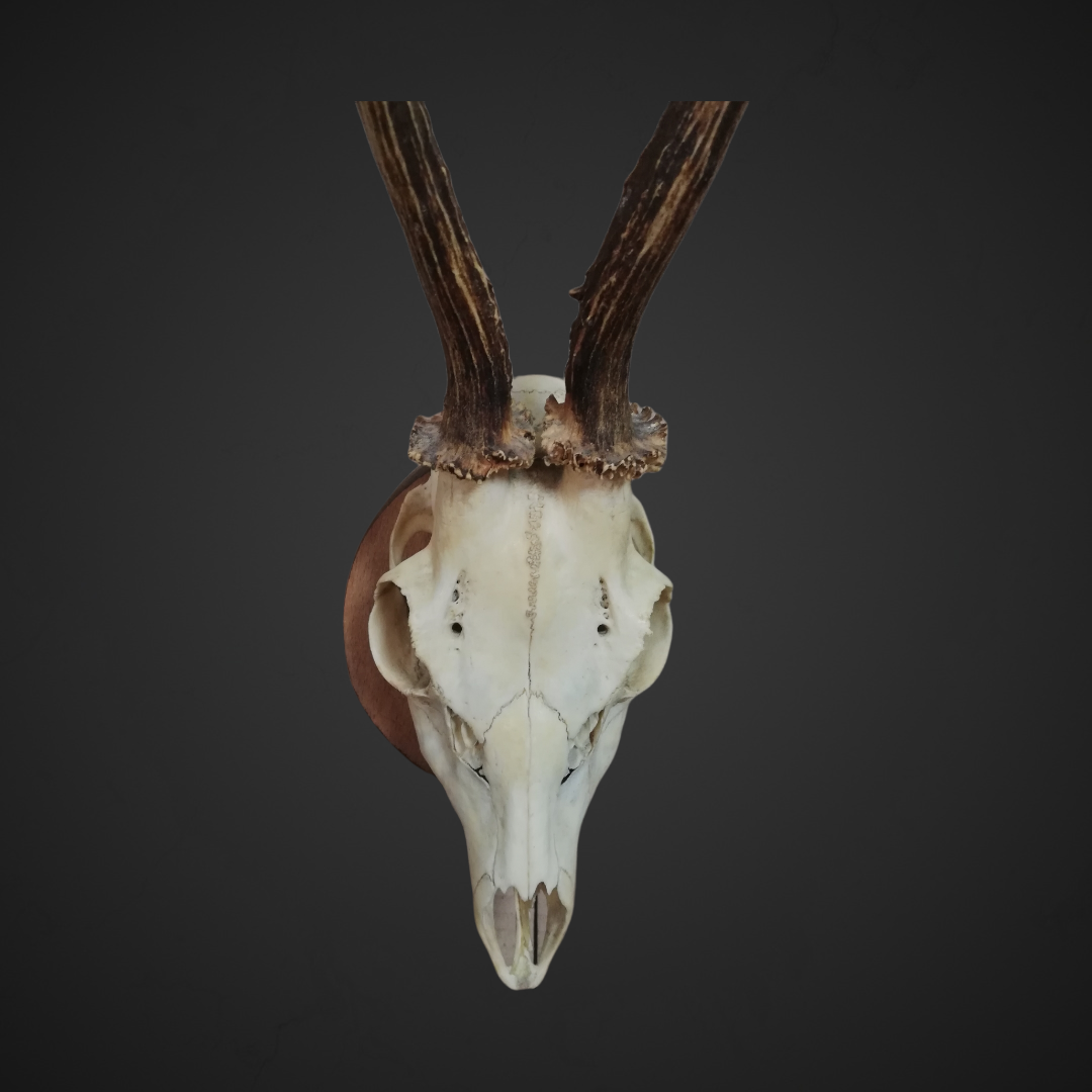 Gewei 68: 38cm