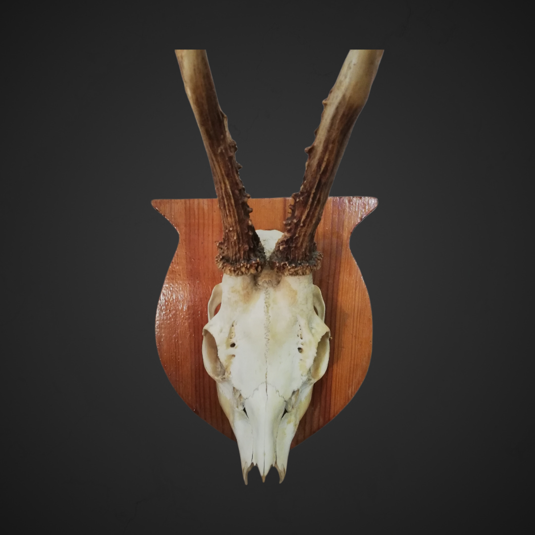 Gewei 71: 37cm
