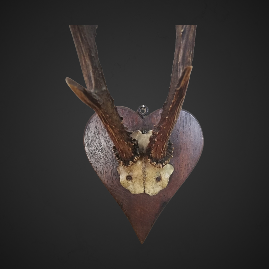 Gewei 63: 36cm