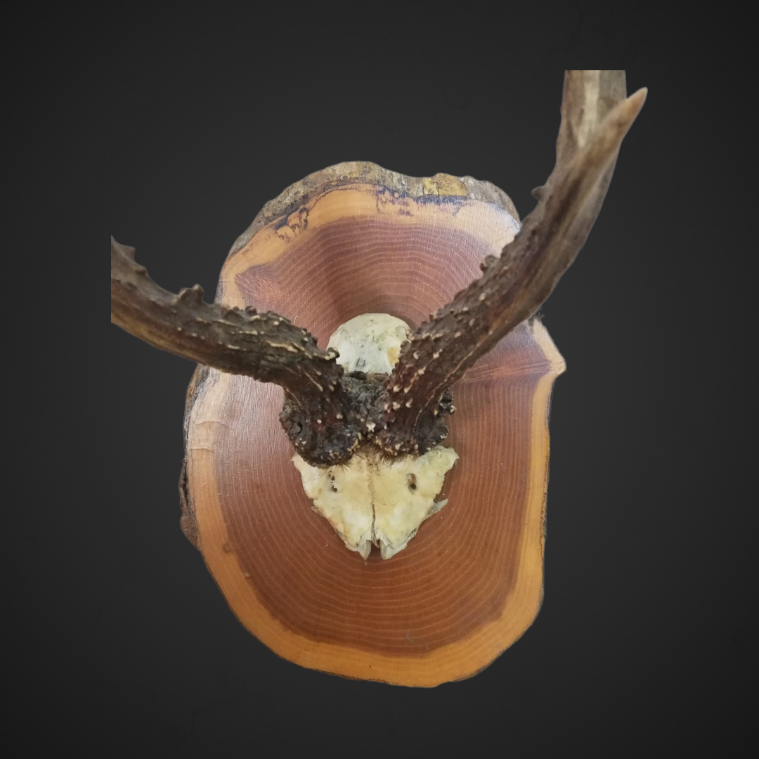 Gewei 65: 36cm