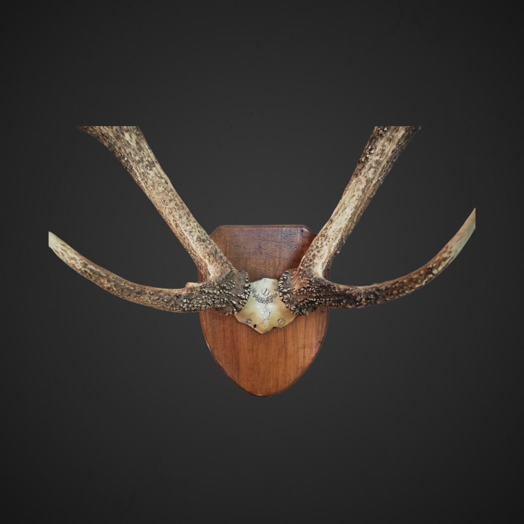 Gewei 107: 84x60cm Sambar