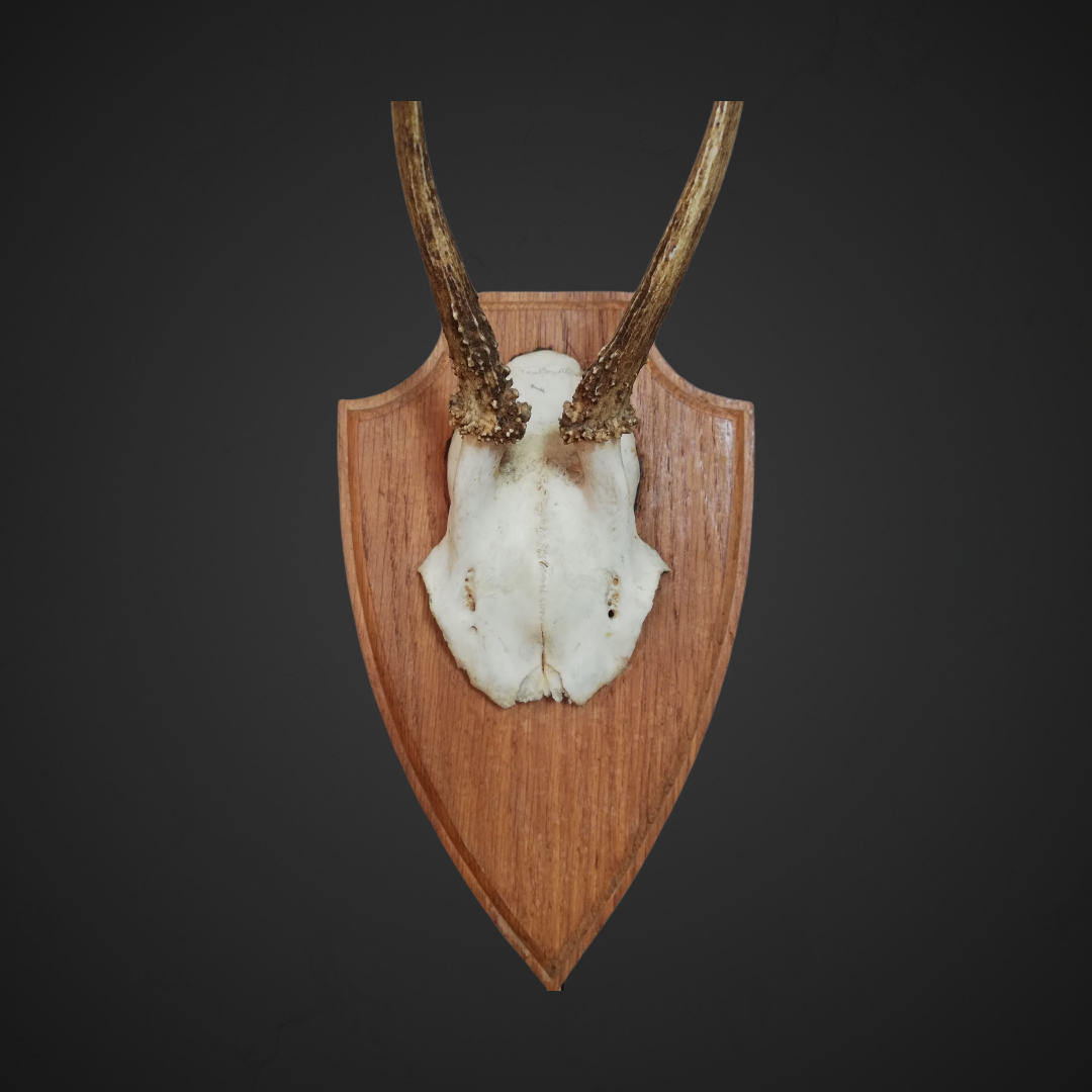 Gewei 121: 26cm