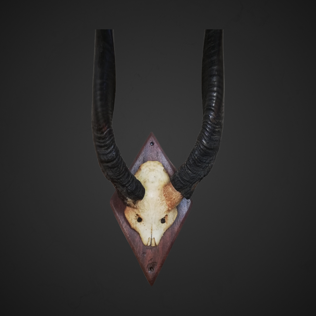Gewei 136: 53cm antiloop hoorns