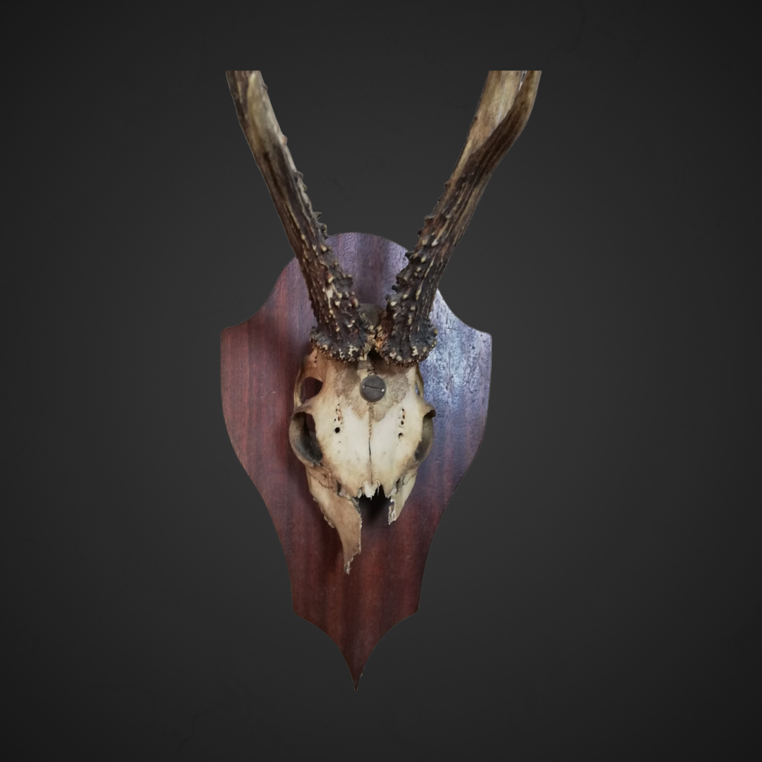 Gewei 151: 45cm