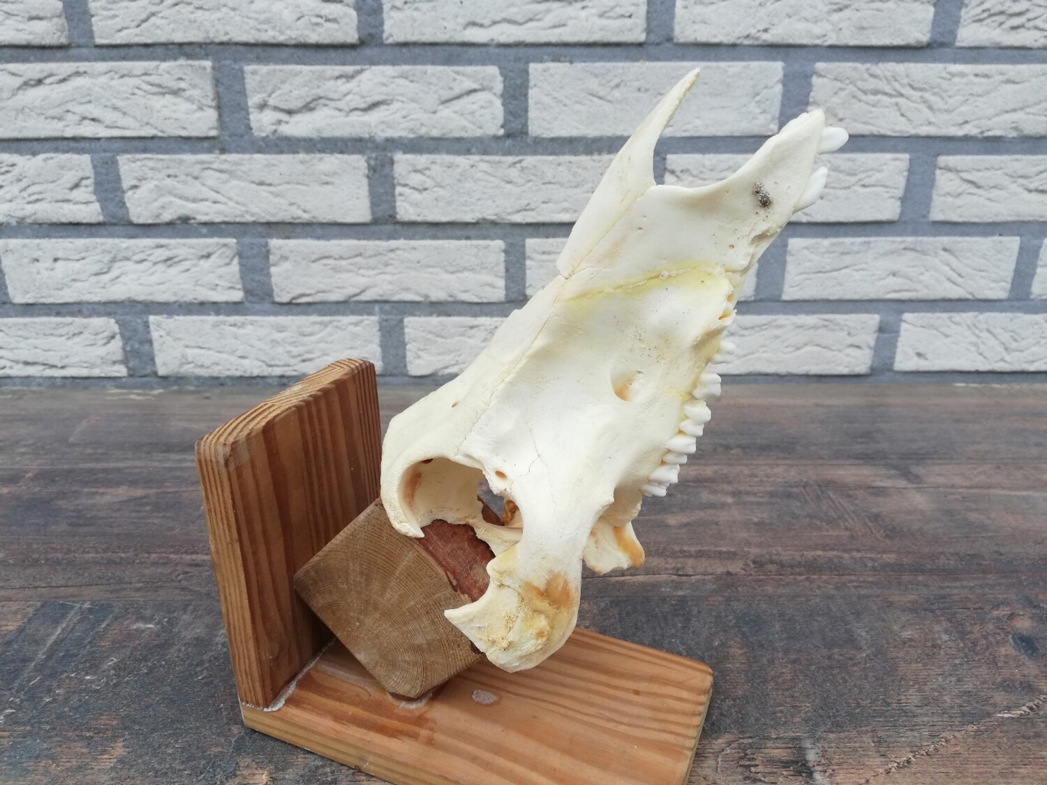 Kaak op staander
