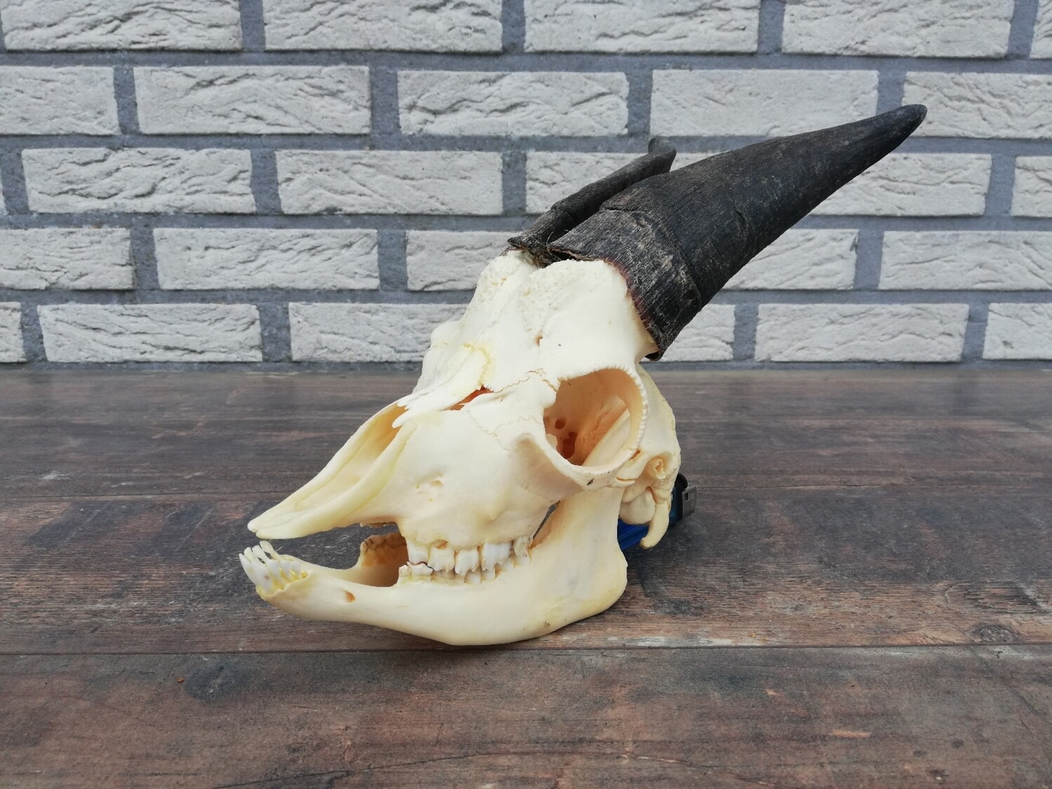 Schedel met hoorns geitenbok