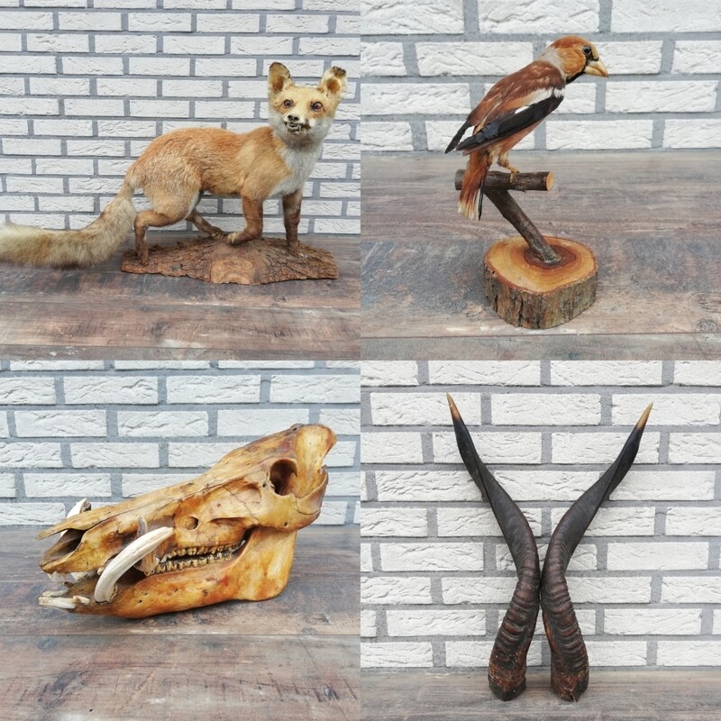 Taxidermy, osteology &amp; corals
