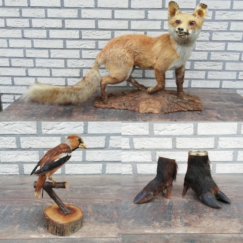 Taxidermy