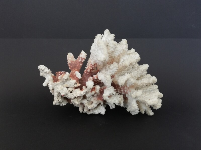 Groot stuk wit koraal 