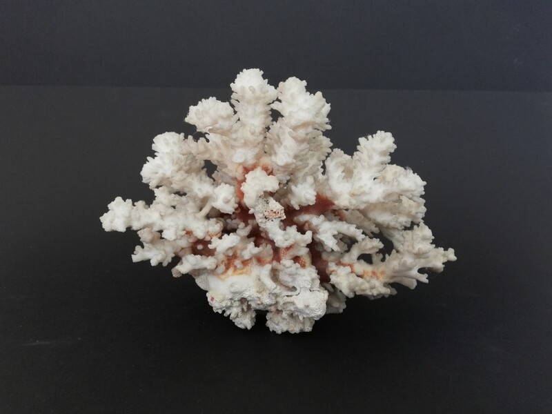 Groot stuk wit koraal 