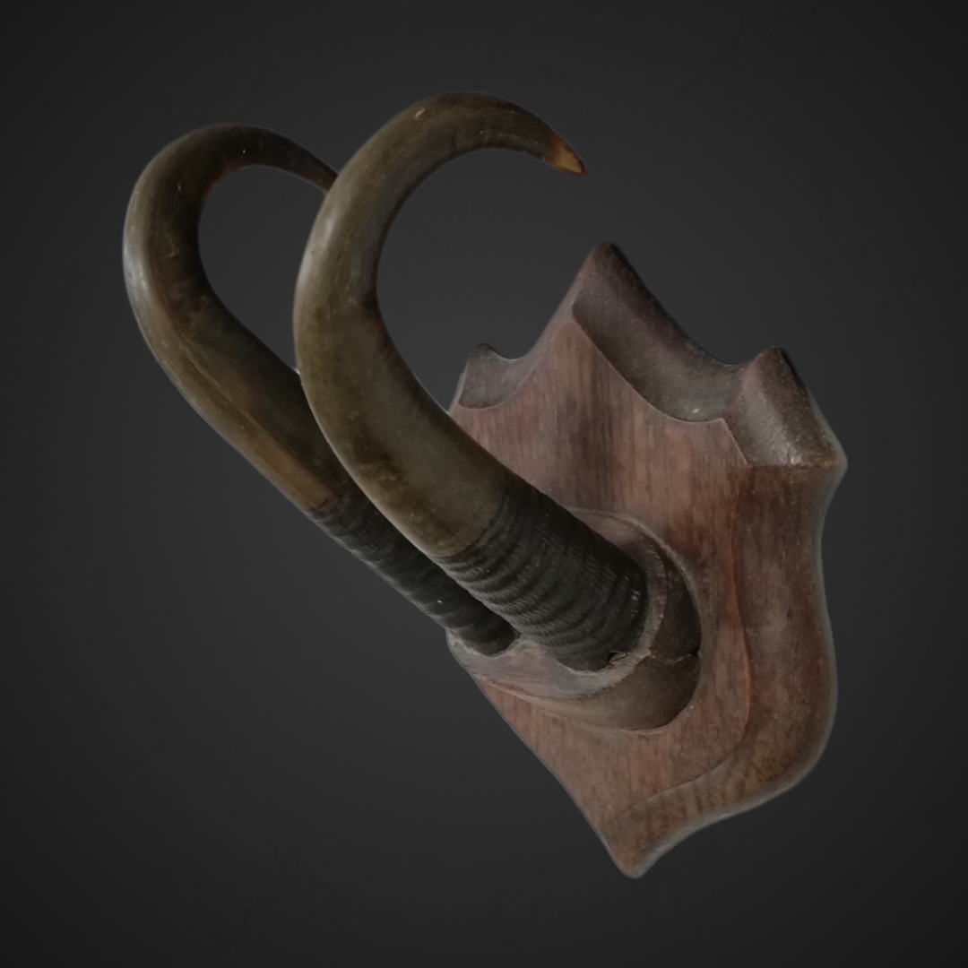Gewei 167: 22cm gebogen hoorns