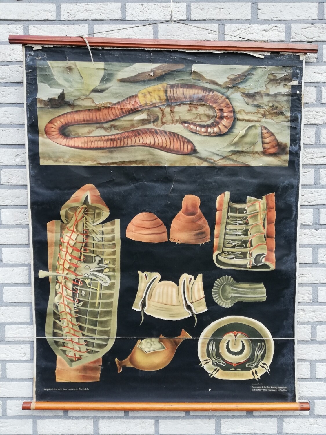 Schoolplaat - de regenworm