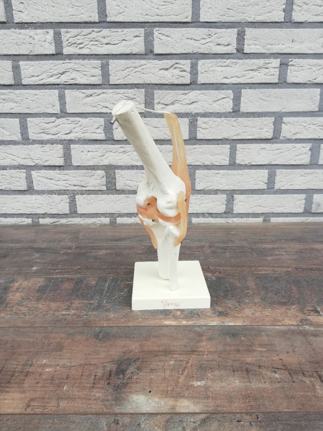Anatomisch model kniegewricht