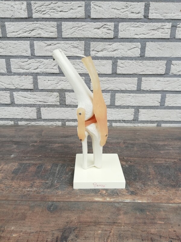 Anatomisch model kniegewricht