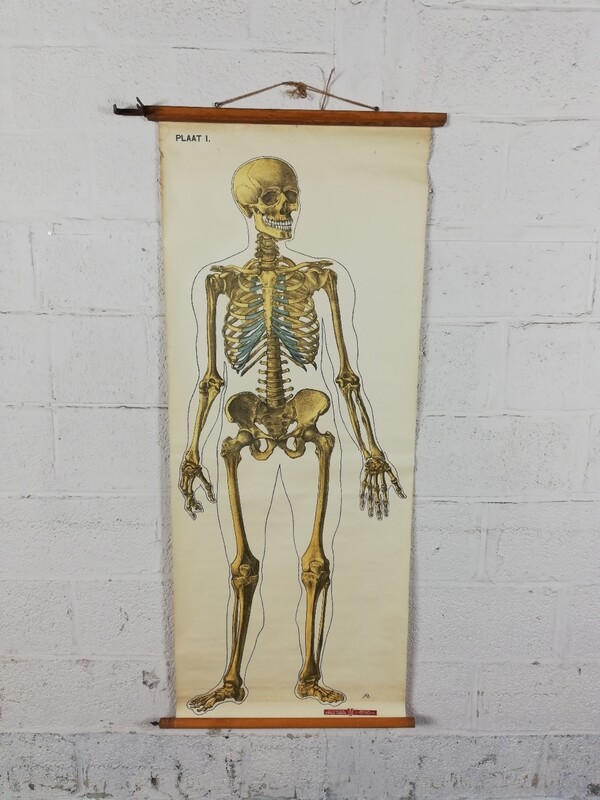 school poster - the skeleton