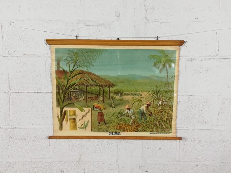 school poster - sugar cane plantation