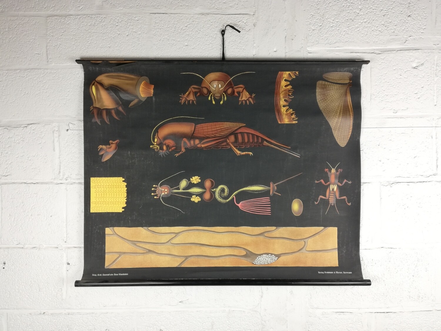 School poster - earth cricket