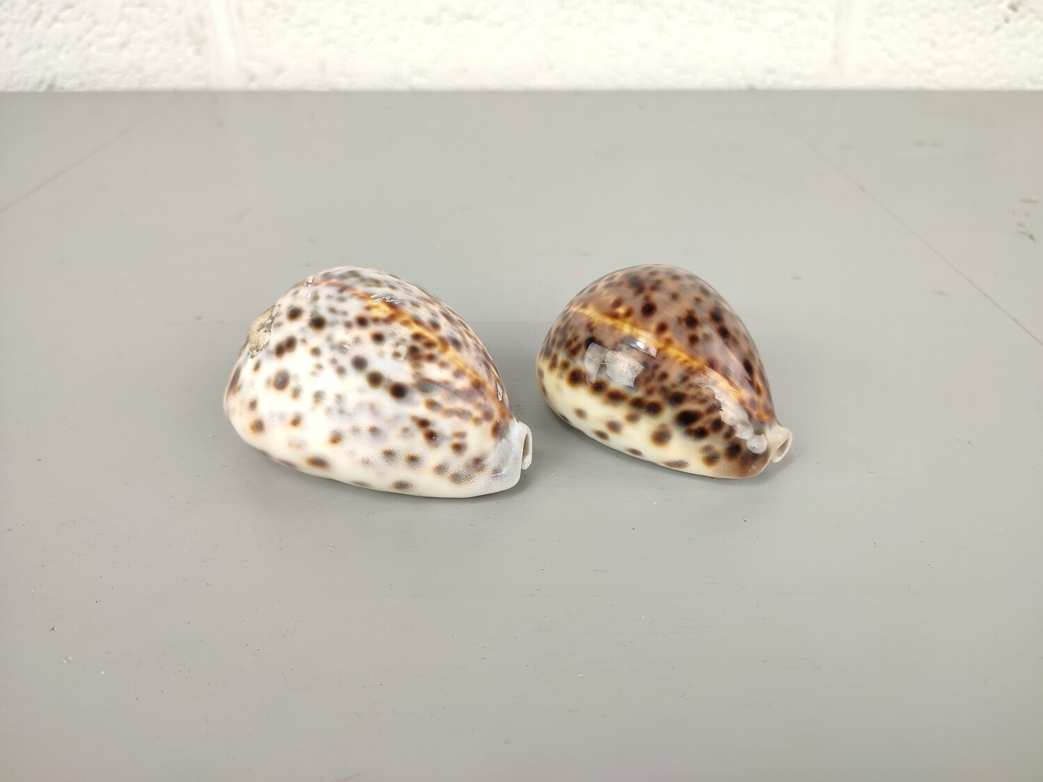 2 Cypraea shells