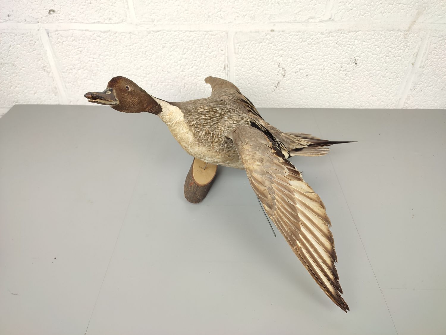 Stuffed duck