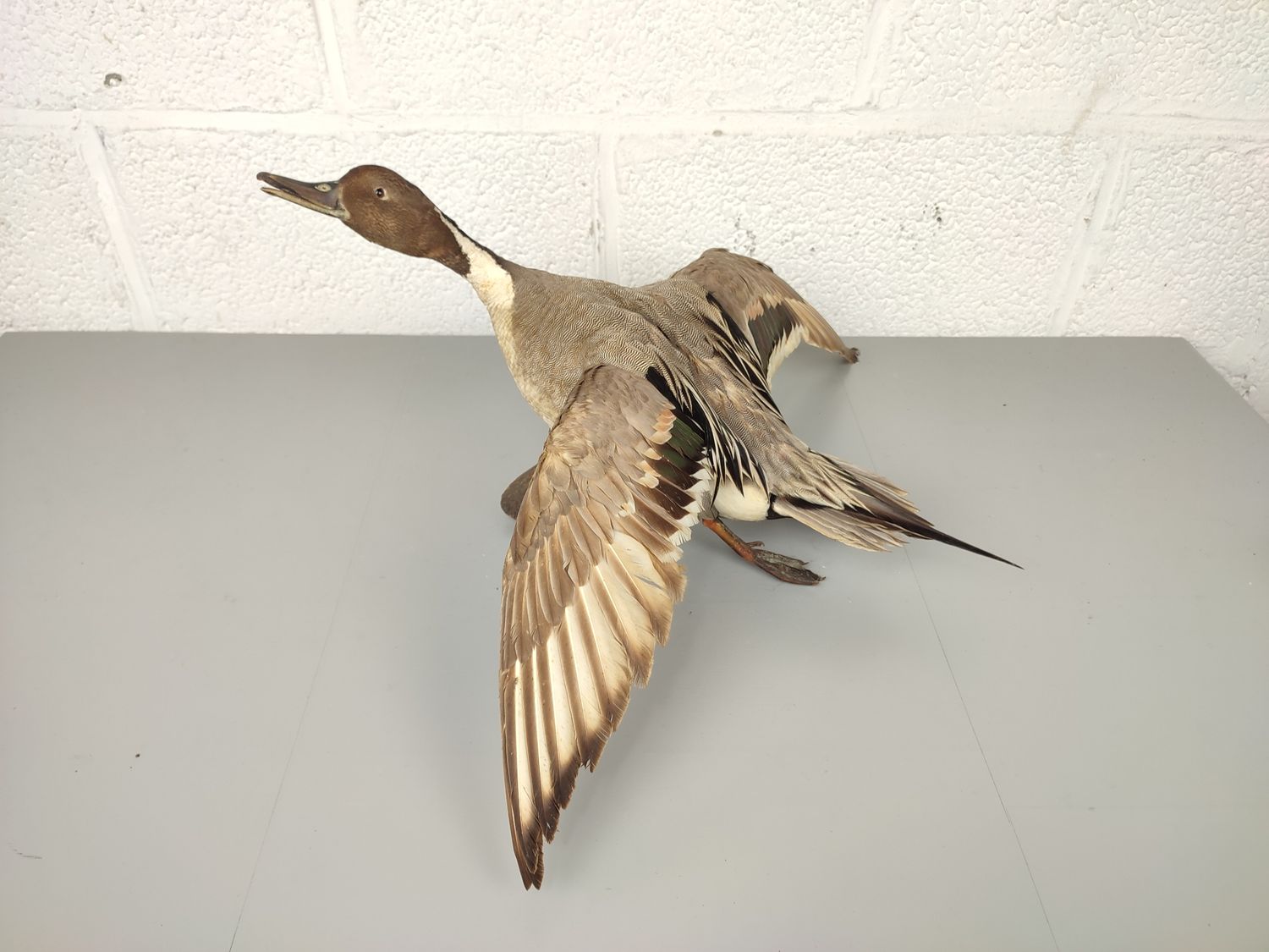 Stuffed duck