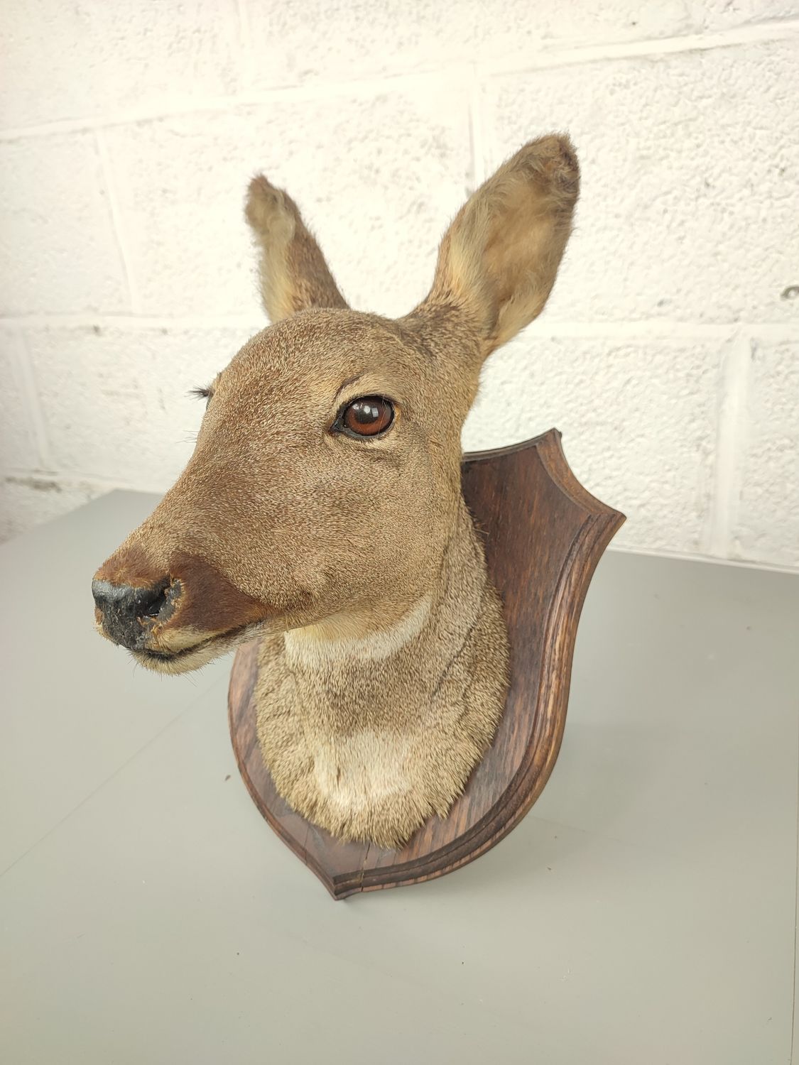 Stuffed head of a doe