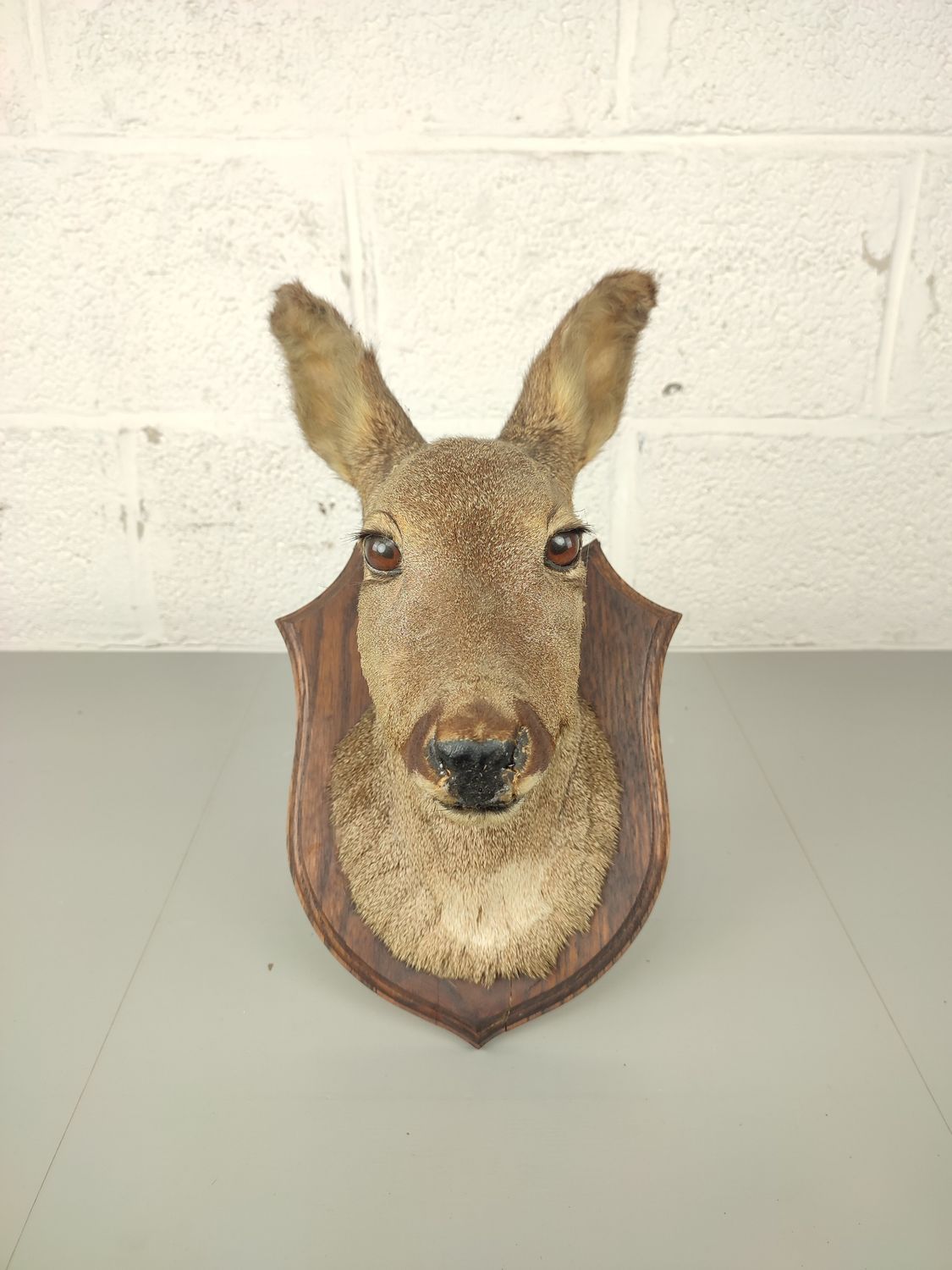 Stuffed head of a doe