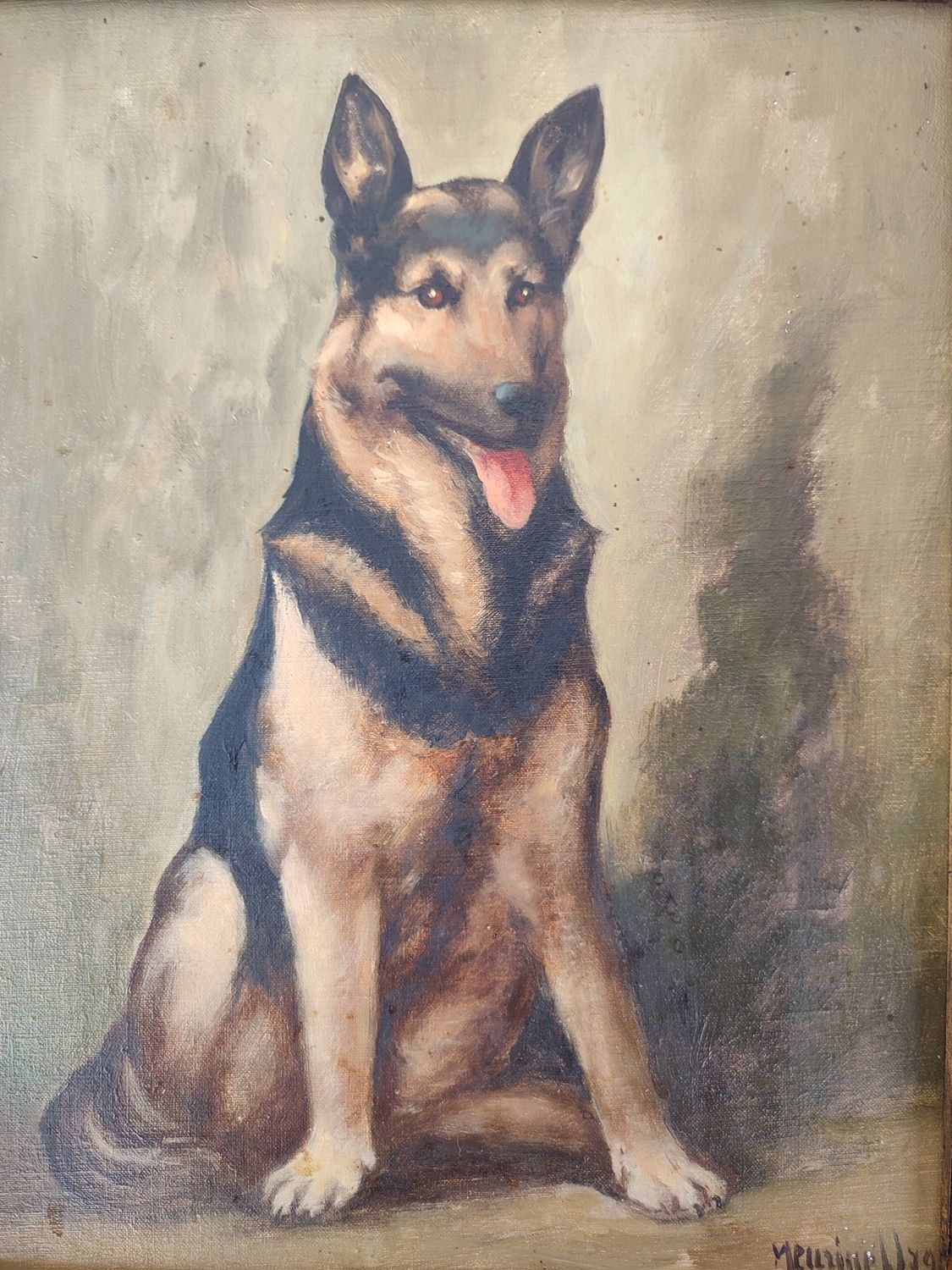 Meurisse Willy - German shepherd