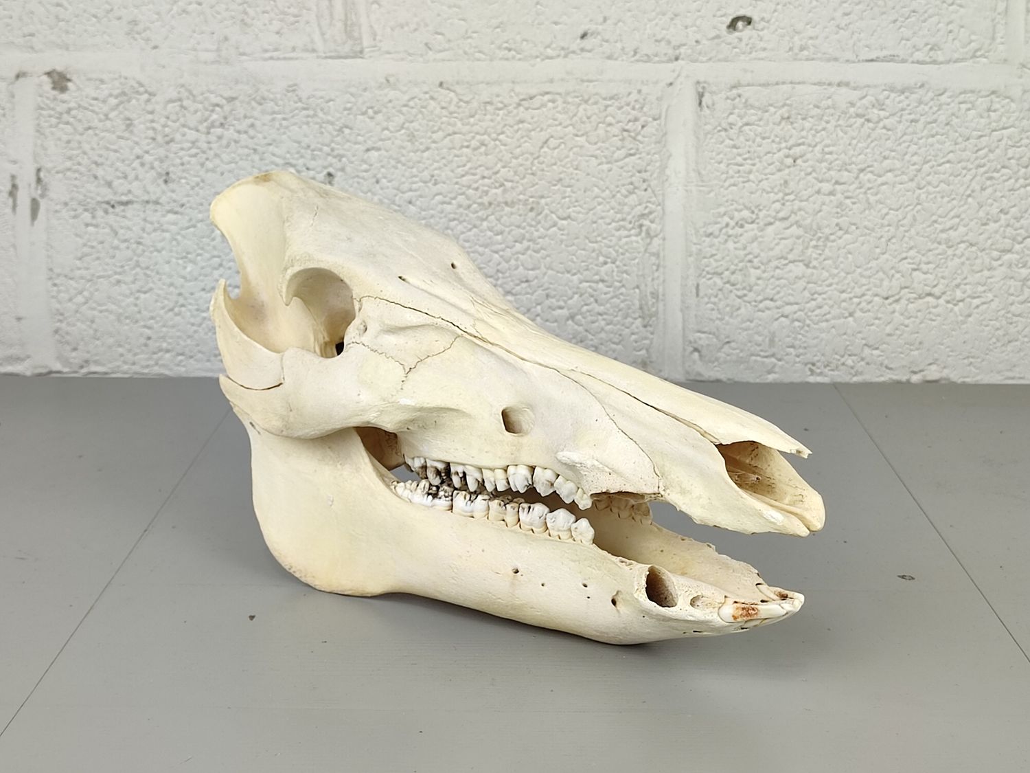 Skull of an African Warthog