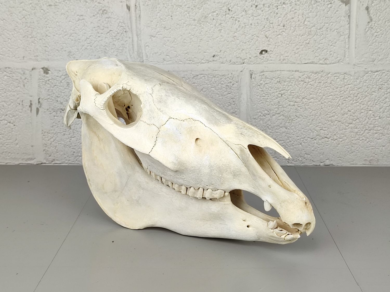 Skull of a horse
