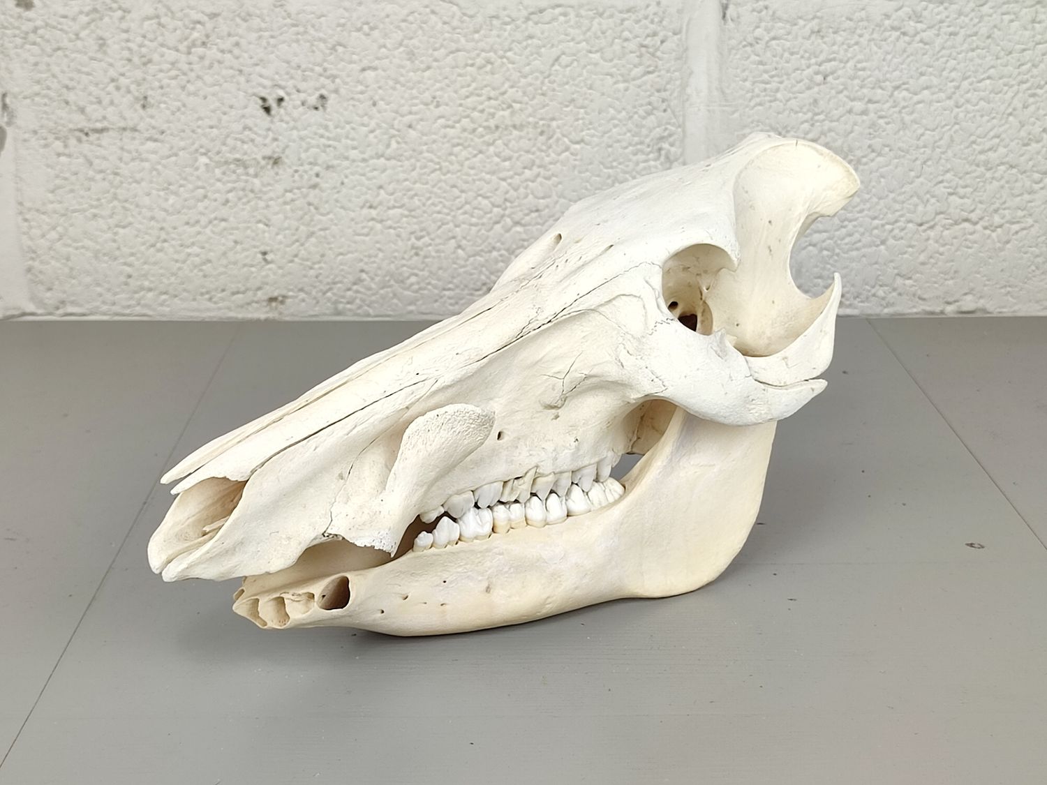 Skull of an African Warthog