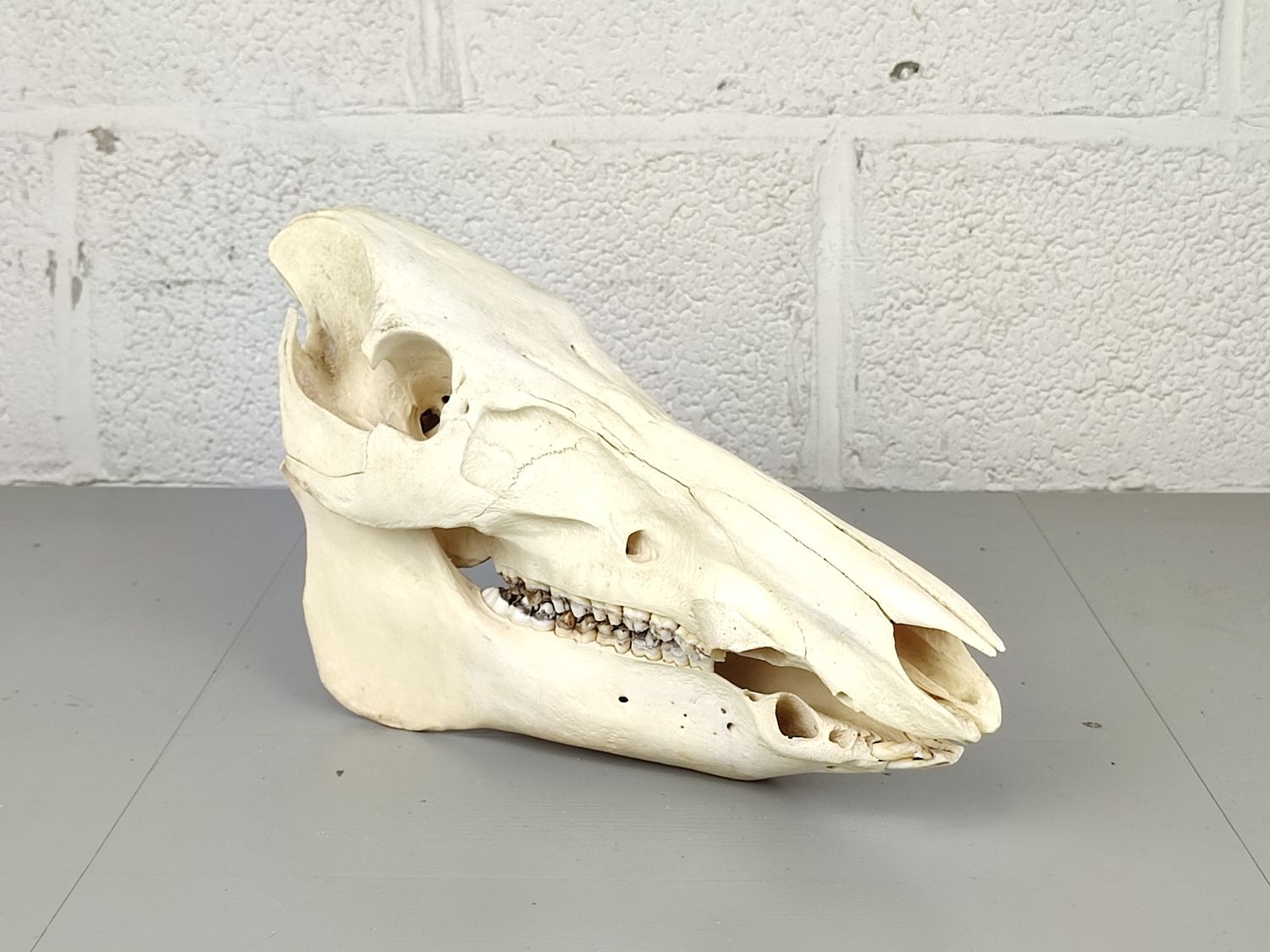 Skull of an African Warthog