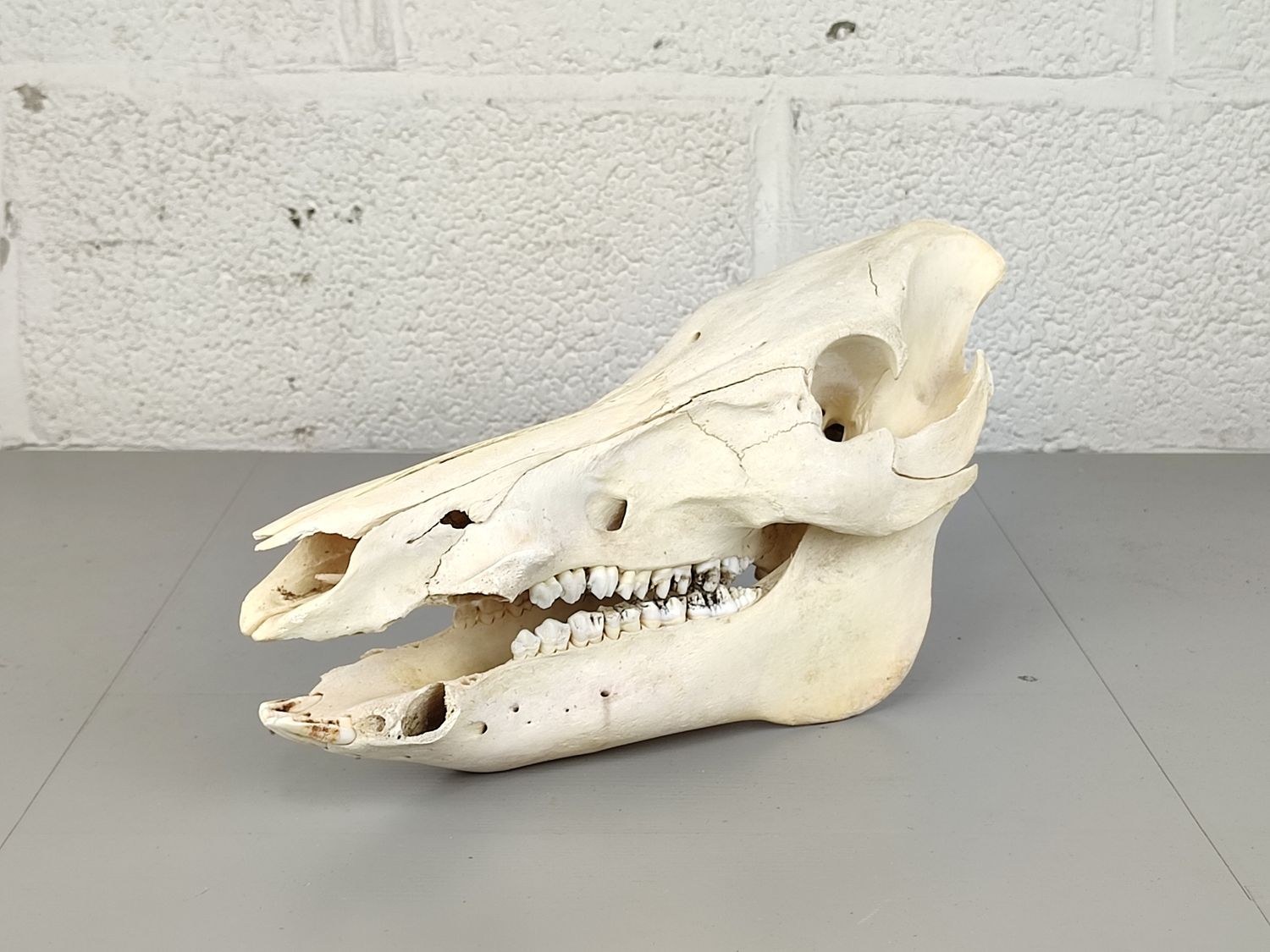 Skull of an African Warthog