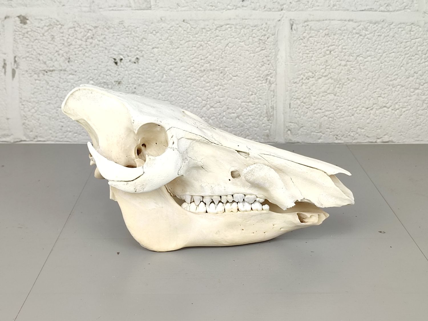 Skull of an African Warthog