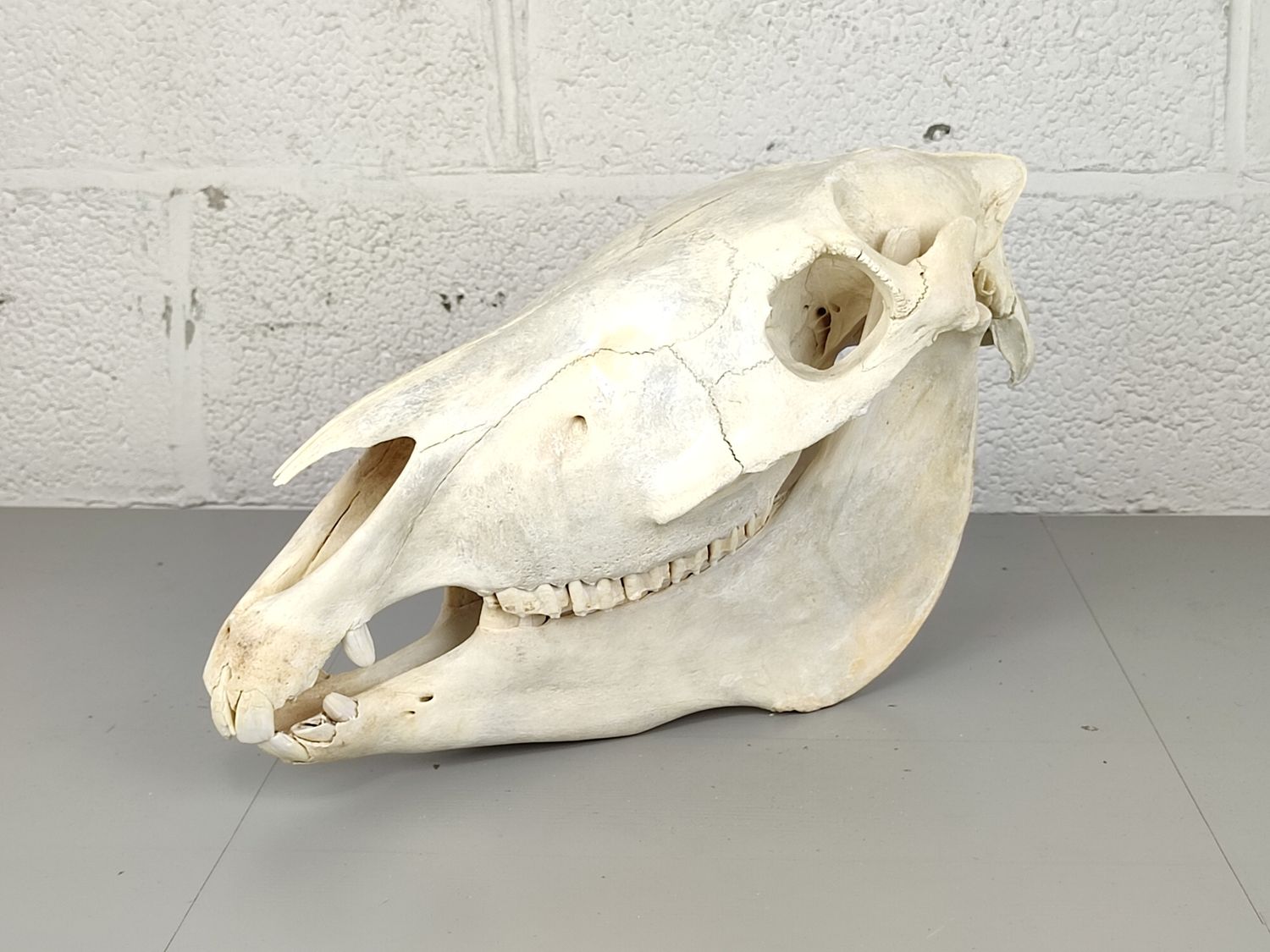 Skull of a horse