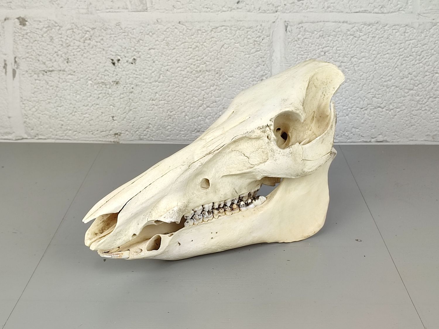 Skull of an African Warthog