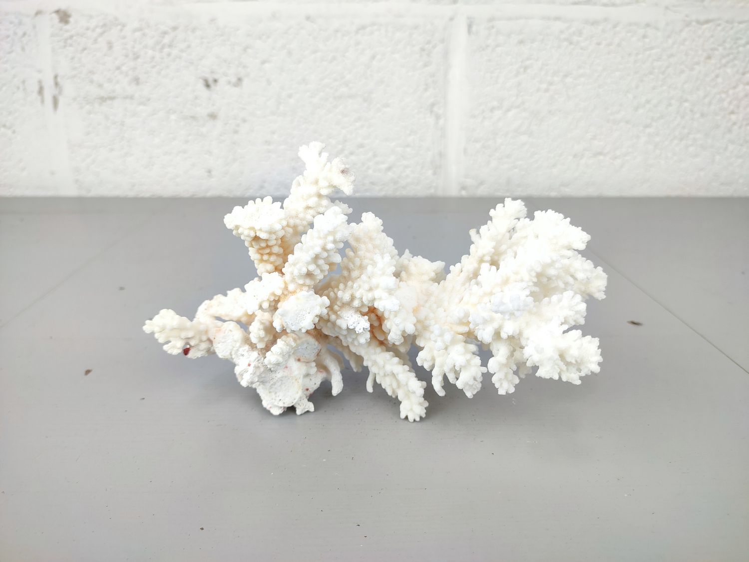 Piece of coral