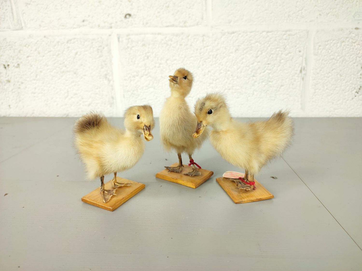 3 stuffed ducklings