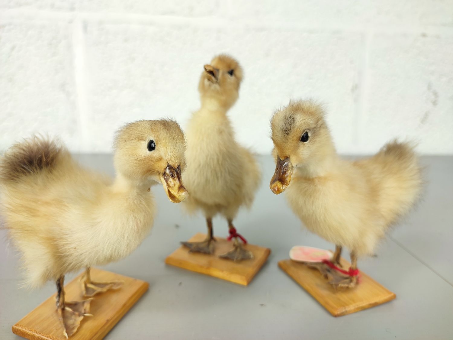 3 stuffed ducklings