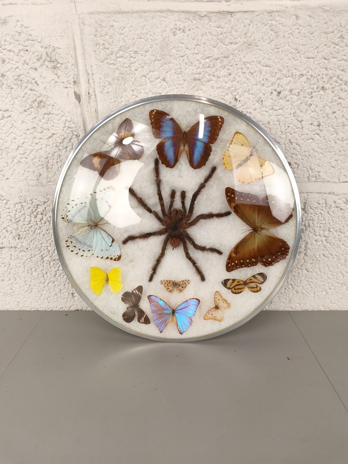 Vintage wall decoration with butterflies and spider