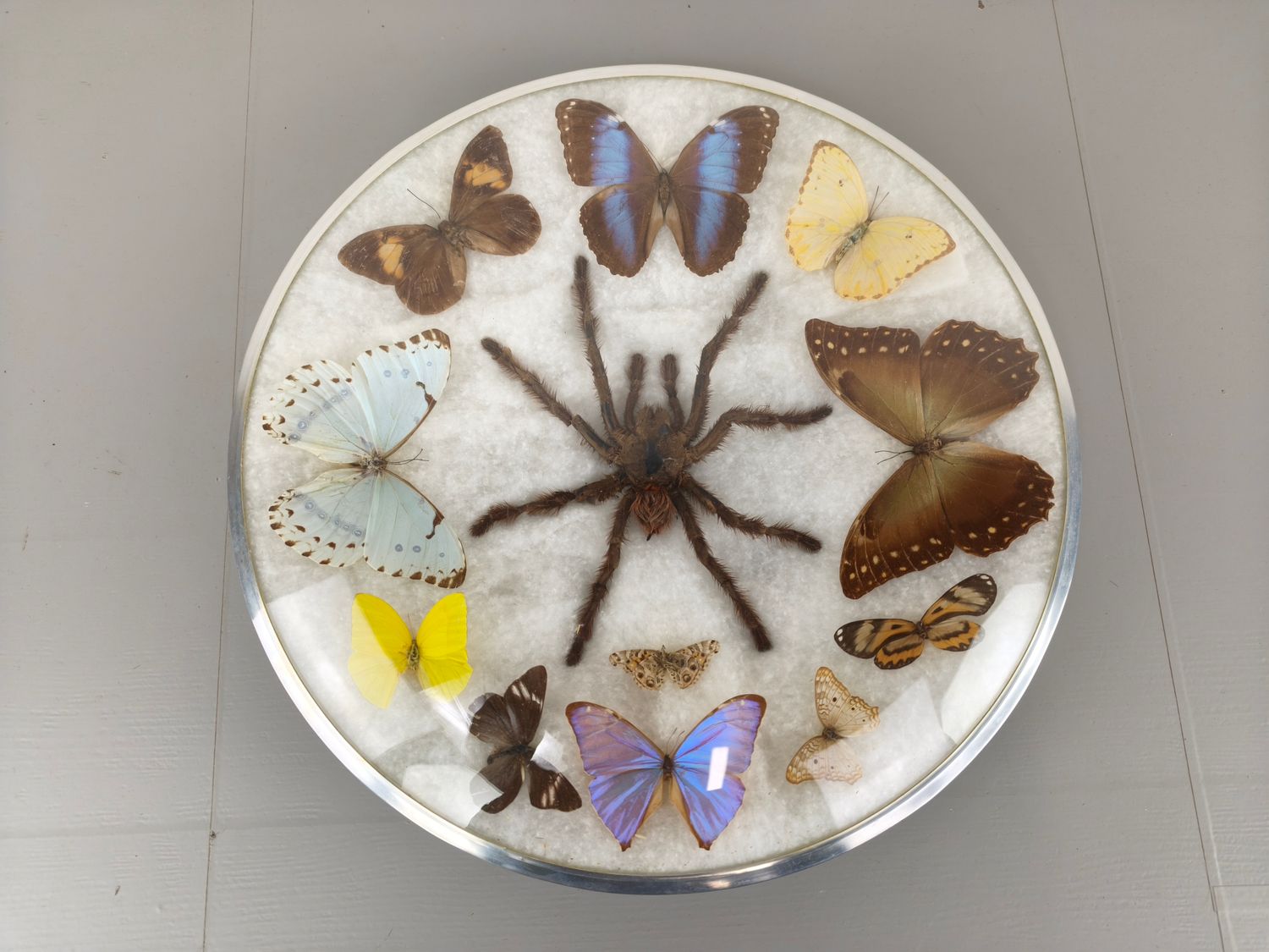 Vintage wall decoration with butterflies and spider