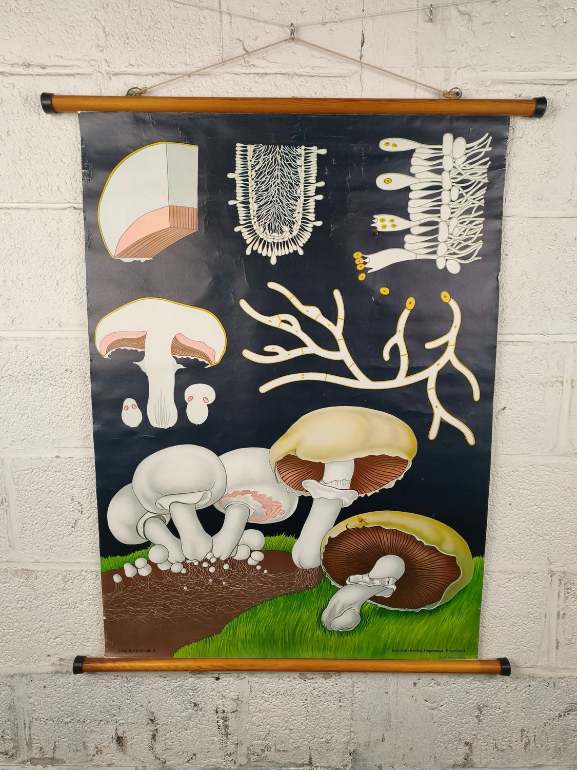 School pster: mushrooms