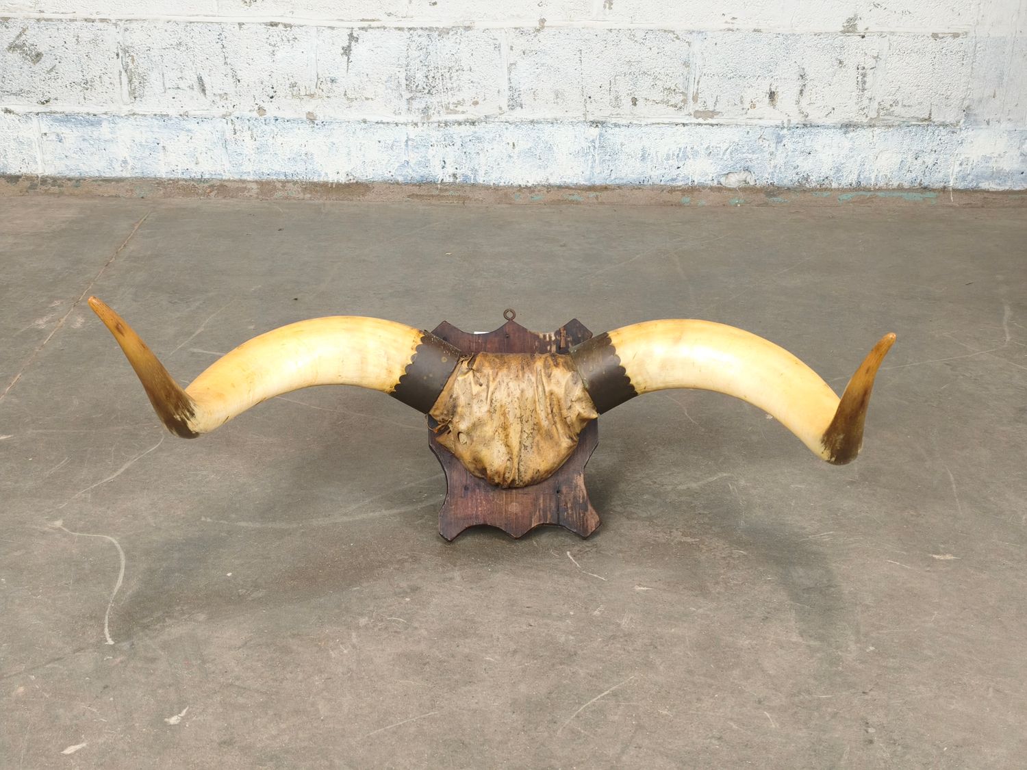 Set of very large horns