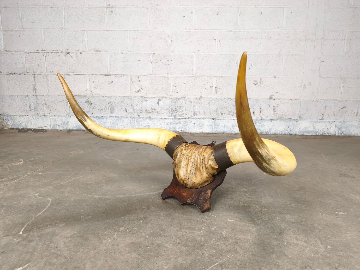 Set of very large horns