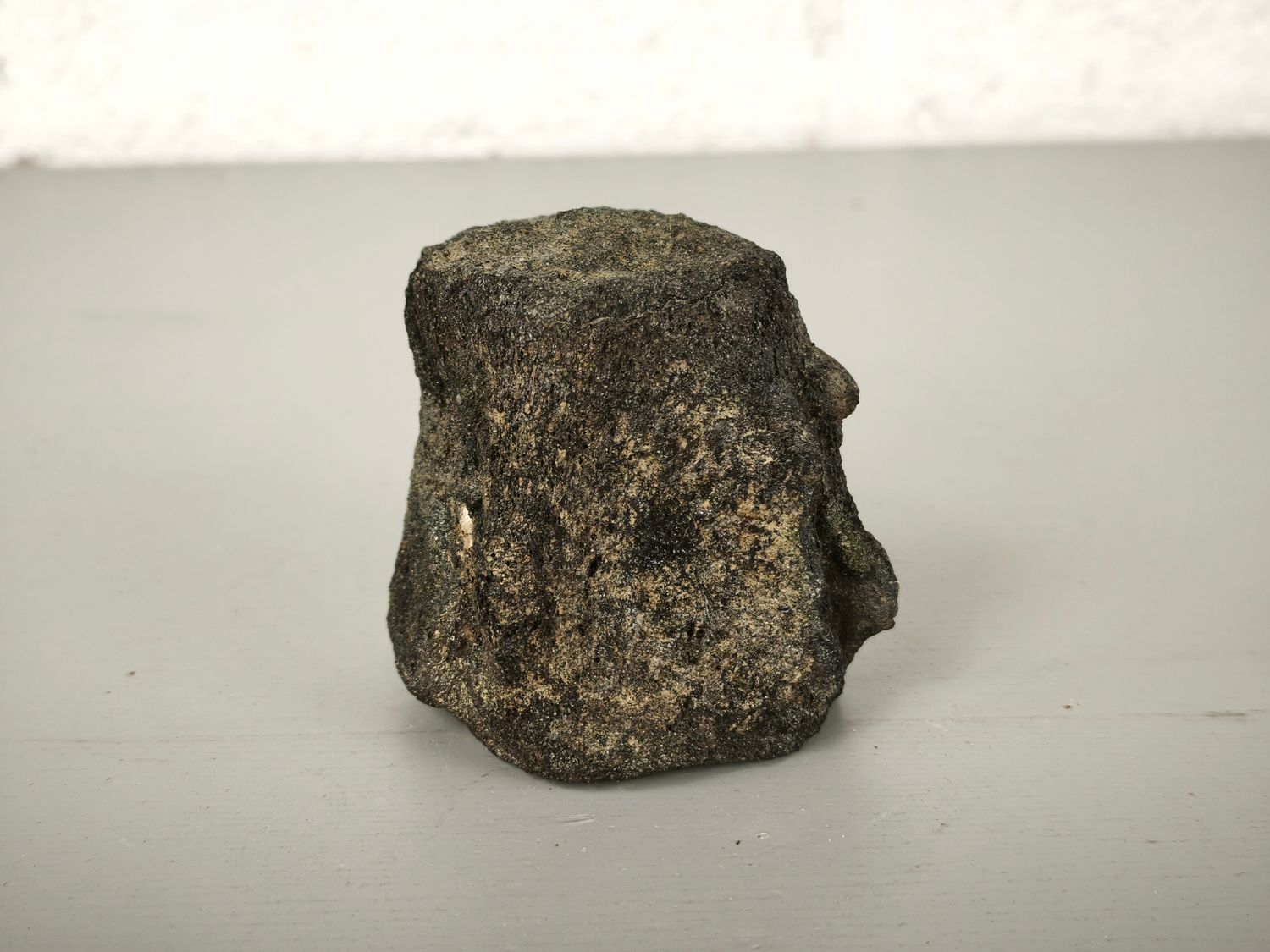 Fossilized whale vertebra