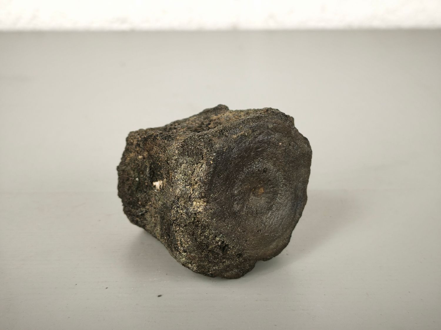 Fossilized whale vertebra