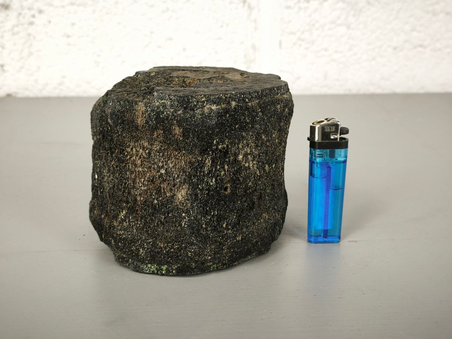 Fossilized whale vertebra