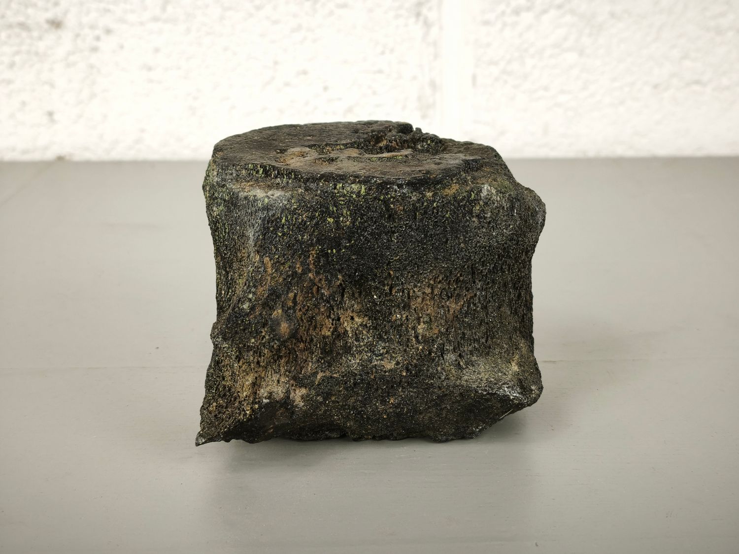 Fossilized whale vertebra